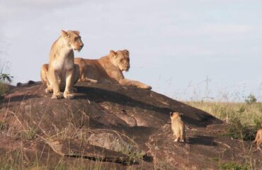 14 Days Africa Big Cat Safari Vacation Holiday