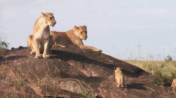 14 Days Africa Big Cat Safari Vacation Holiday