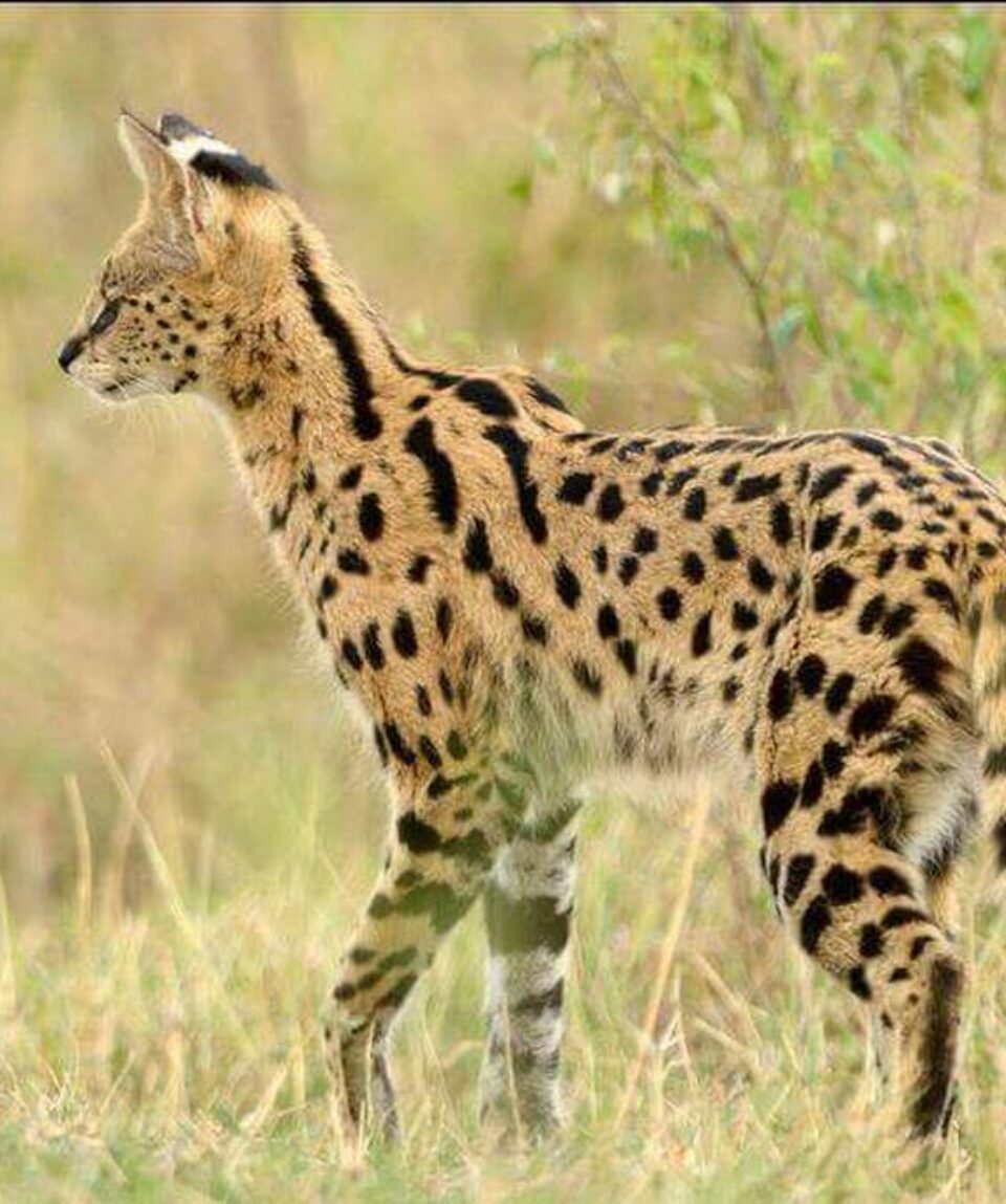 11 Days Big Cats Kenya Safari Holiday Package