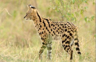 14 Days Africa Big Cat Safari Vacation Holiday