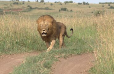 14 Days Africa Big Cat Safari Vacation Holiday