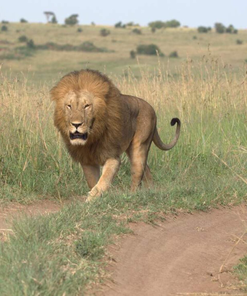 14 Days Africa Big Cat Safari Vacation Holiday