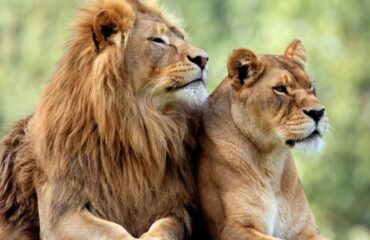 14 days kenya tanzania big cats safari tour vacation