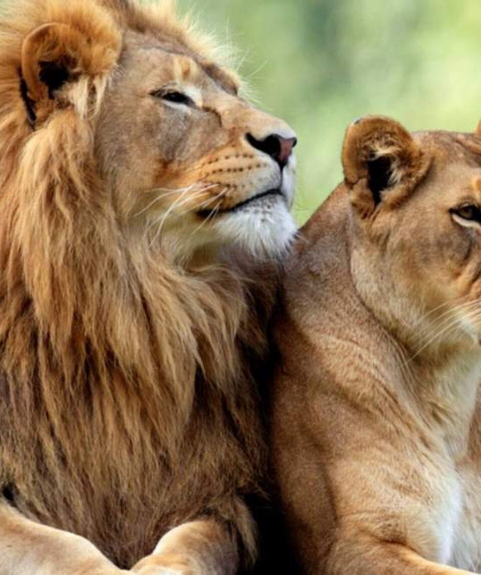 14 days kenya tanzania big cats safari tour vacation