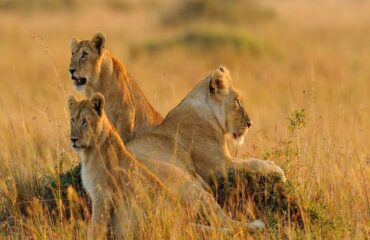 Kenya and Tanzania wildlife parks safari destinations