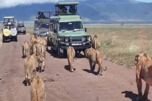 Kenya and Tanzania wildlife parks safari destinations