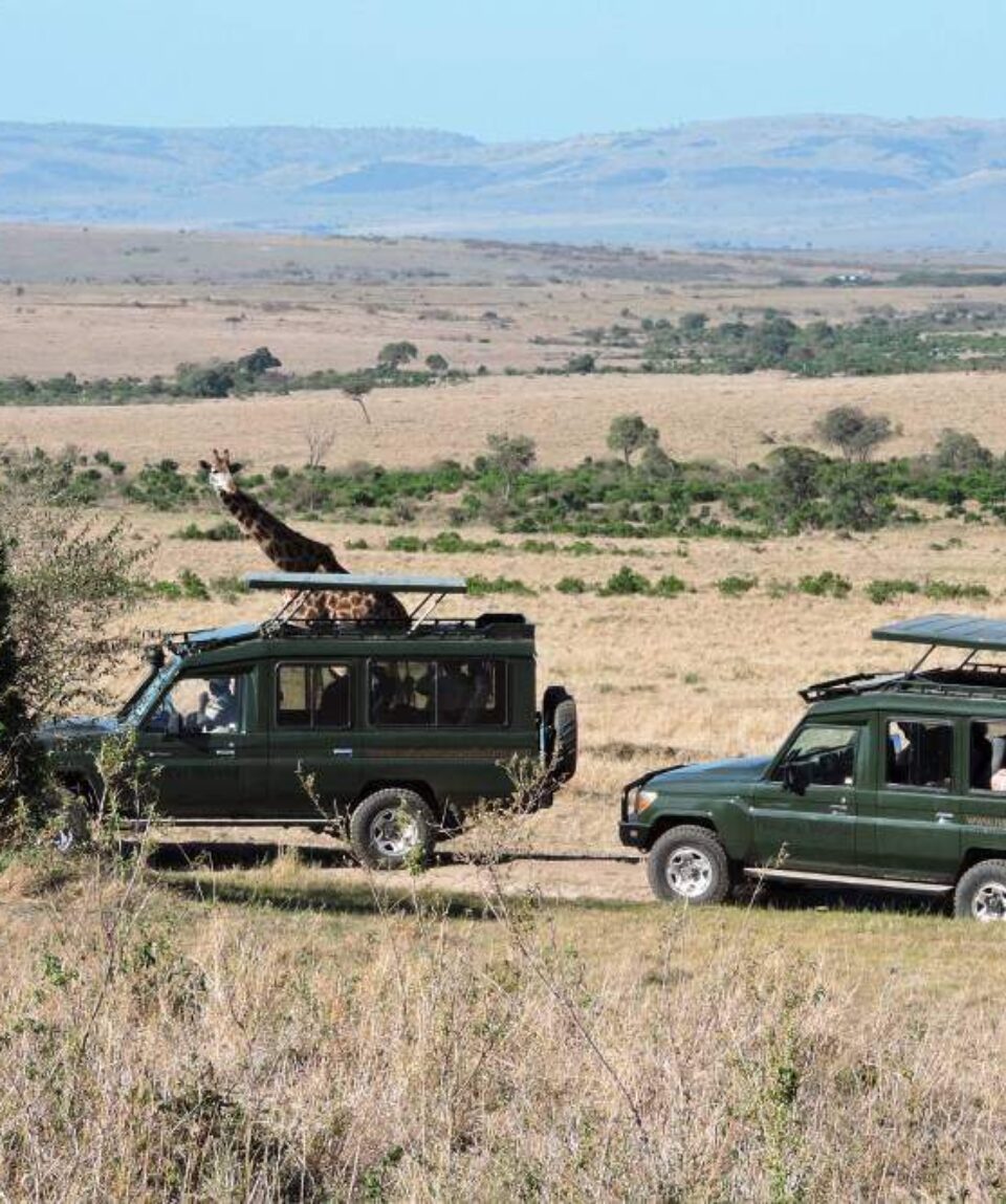 Kenya Tanzania Big Cats Safari Tour Vacation