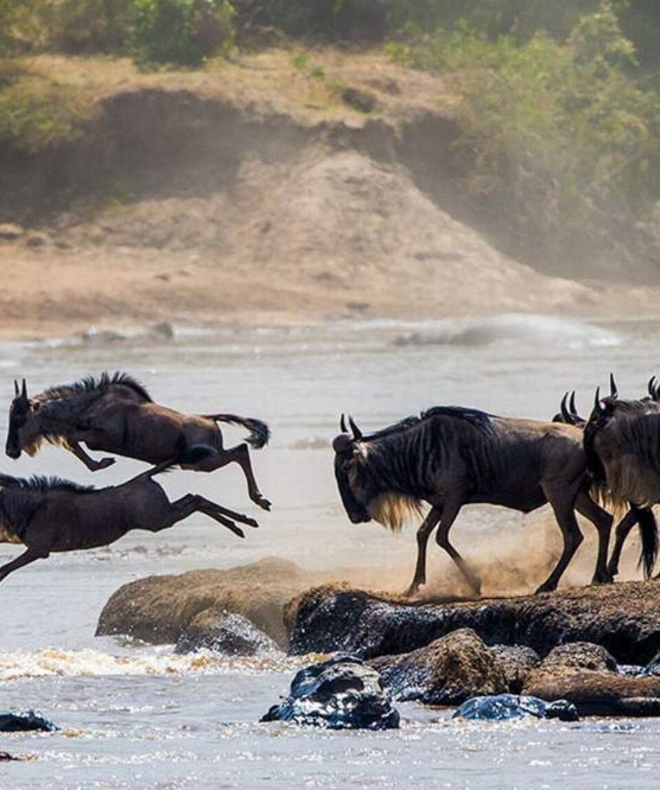 9 Days Kenya Tanzania Wildebeest Migration Safari1