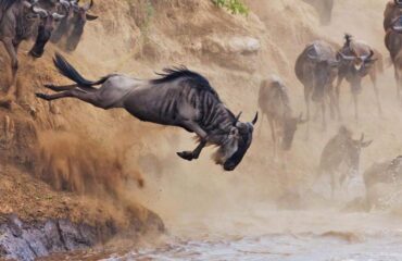 4 Days Masai Mara Wildebeest Migration Tour Package
