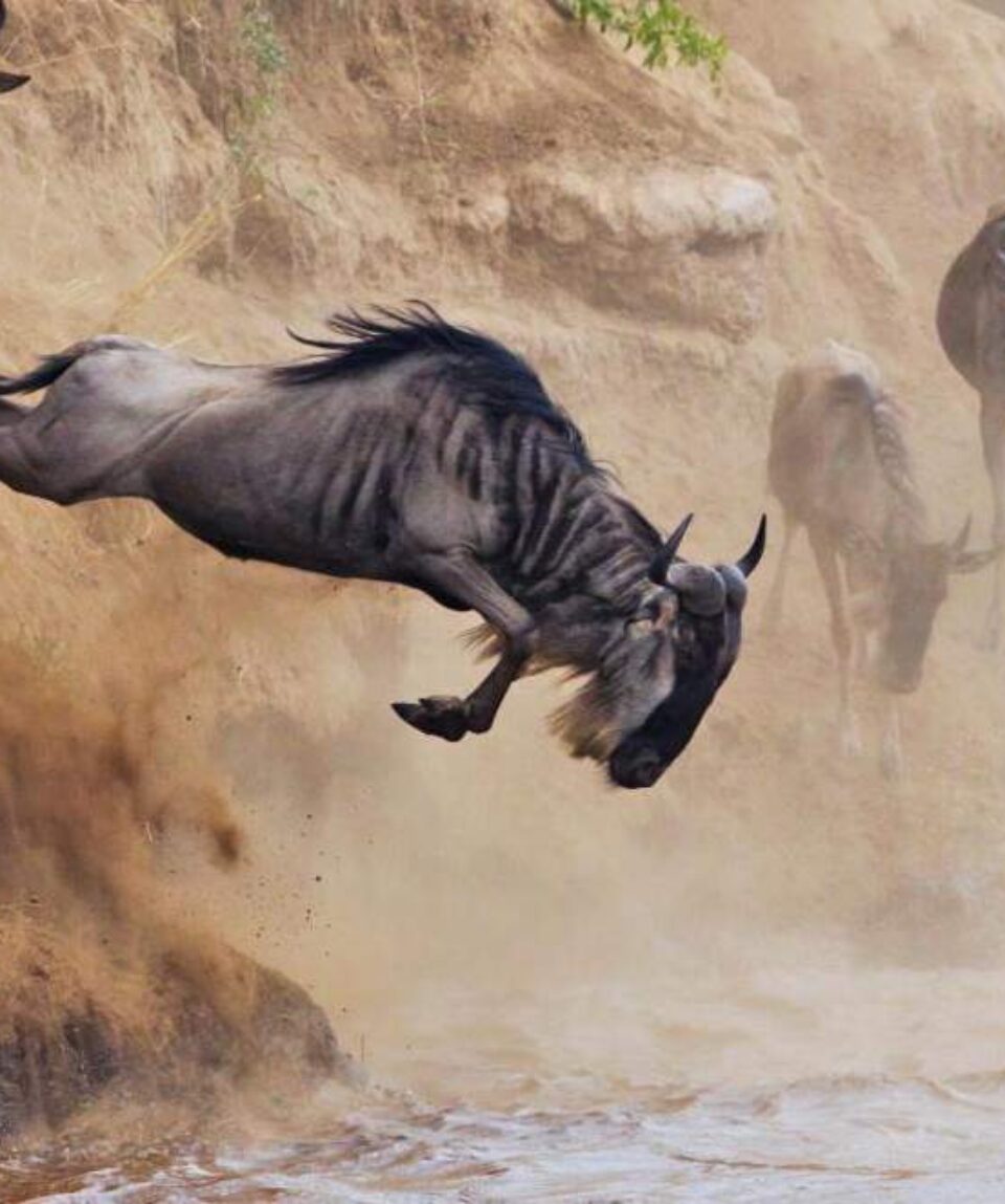 4 Days Masai Mara Wildebeest Migration Tour Package