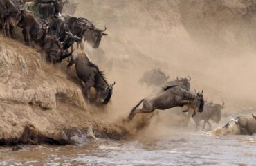 4 Days Masai Mara Wildebeest Migration Tour Package