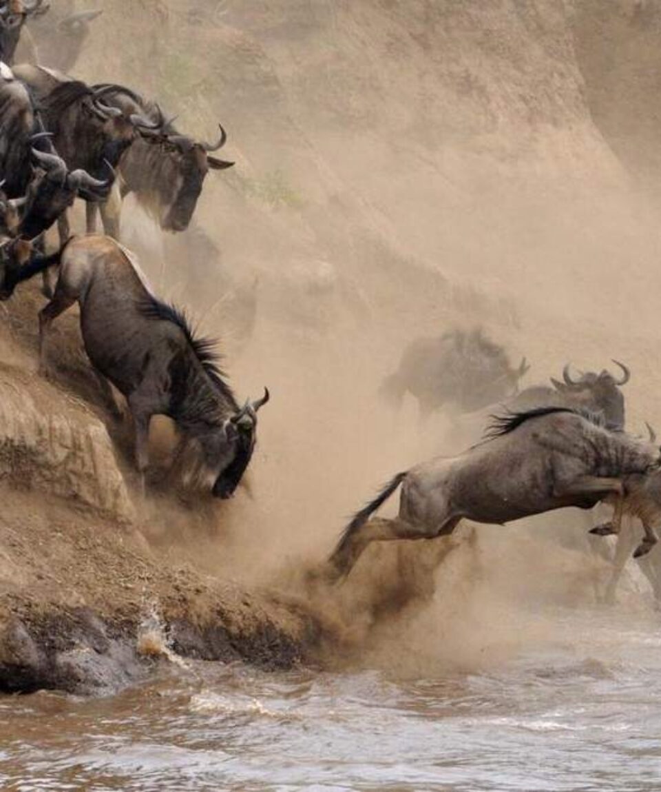 4 Days Masai Mara Wildebeest Migration Tour Package