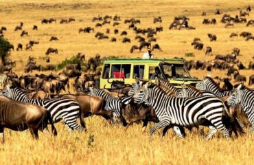 4 Days Masai Mara Wildebeest Migration Tour Package