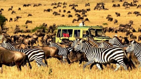 4 Days Masai Mara Wildebeest Migration Tour Package