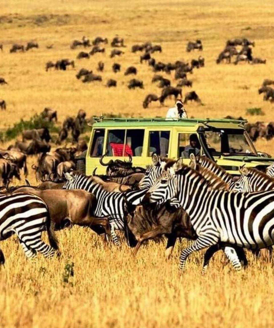4 Days Masai Mara Wildebeest Migration Tour Package