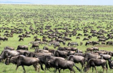 4 Days Masai Mara Wildebeest Migration Tour Package