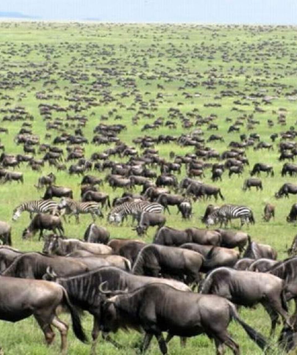 4 Days Masai Mara Wildebeest Migration Tour Package