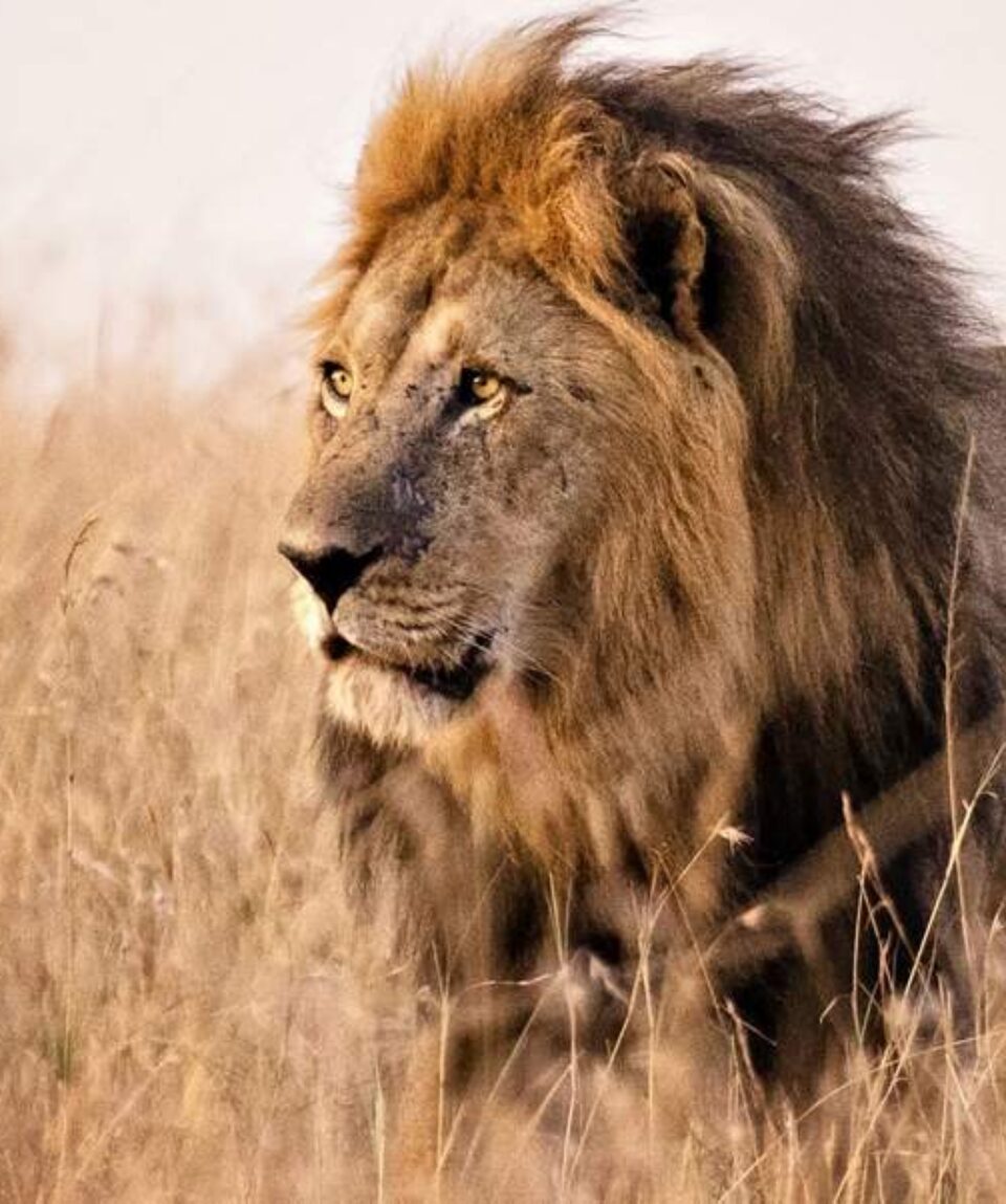 11 Days Big Cats Kenya Safari Holiday Package