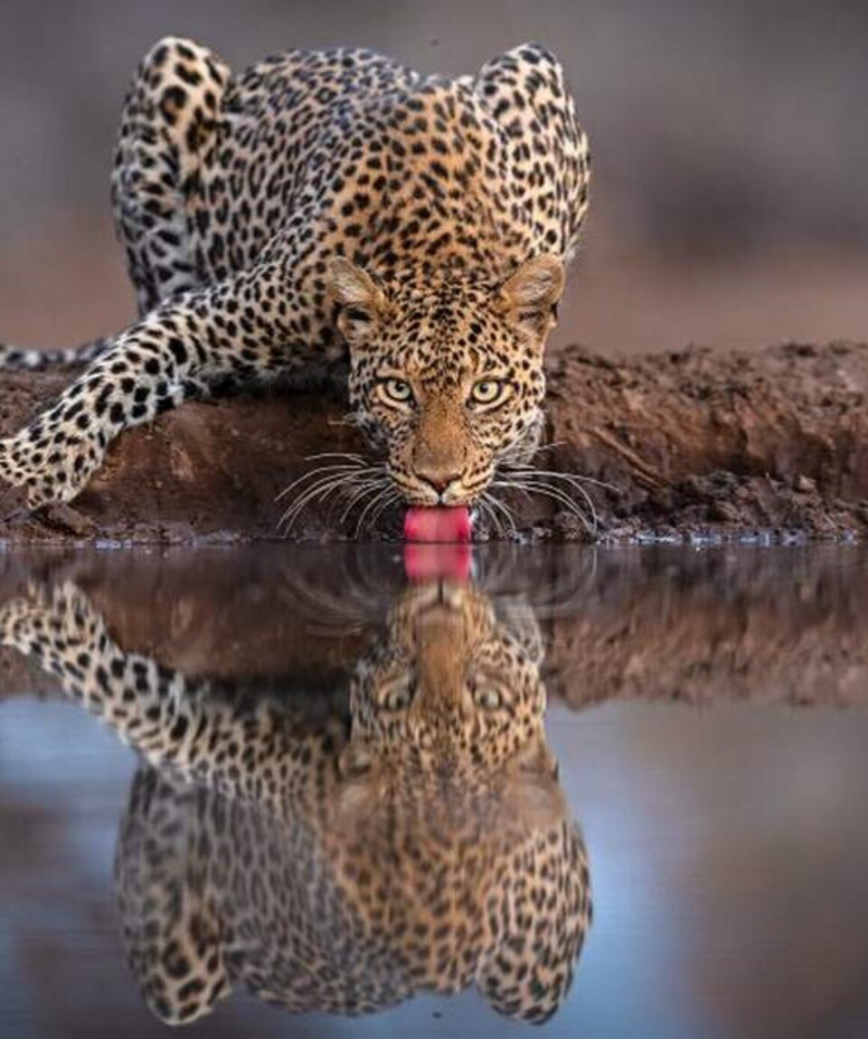 15 days kenya classic safari holiday package
