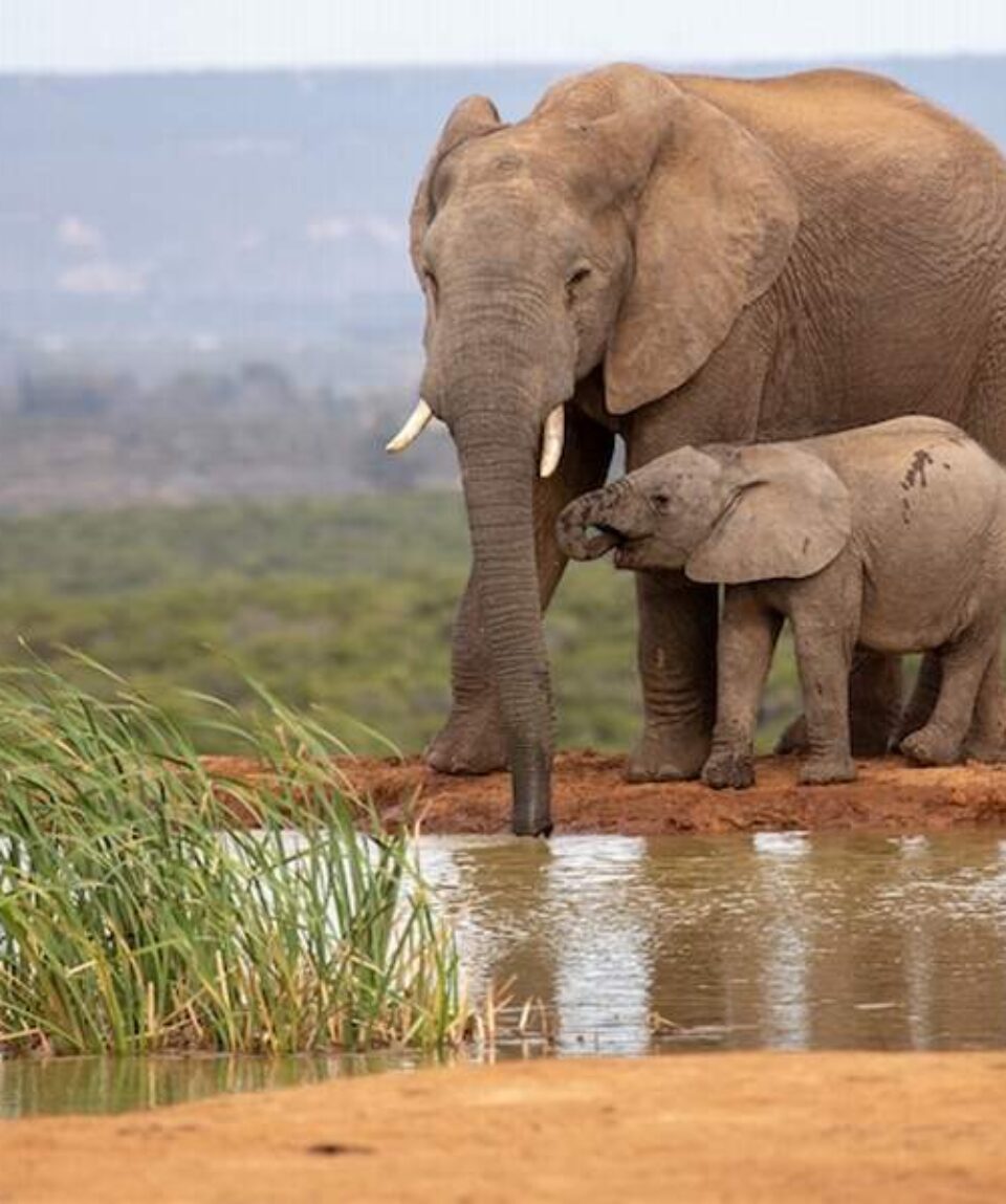 15 days kenya classic safari holiday package