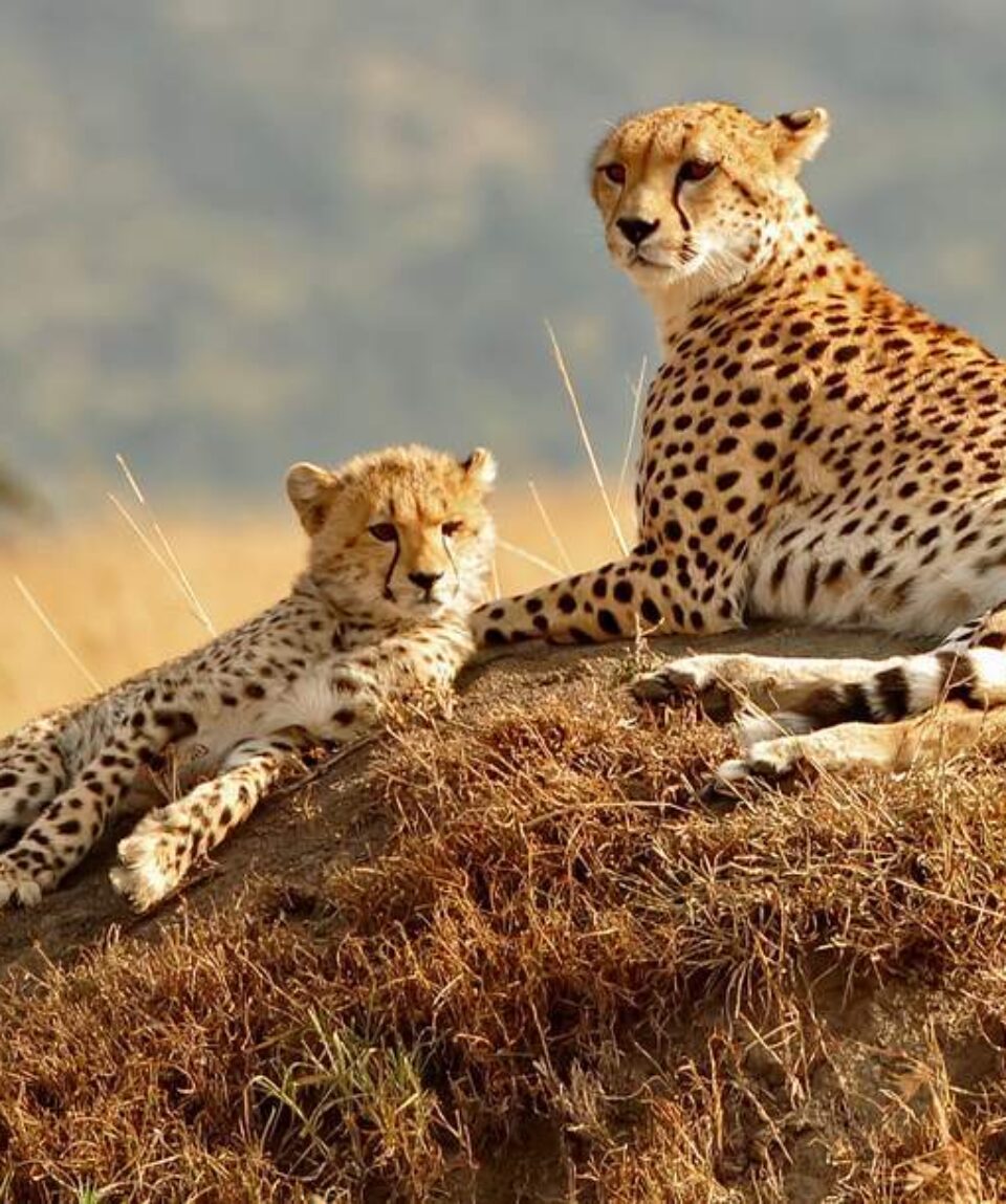 4 Days Masai Mara Safari Tour Holiday