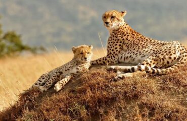 11 Days Big Cats Kenya Safari Holiday Package