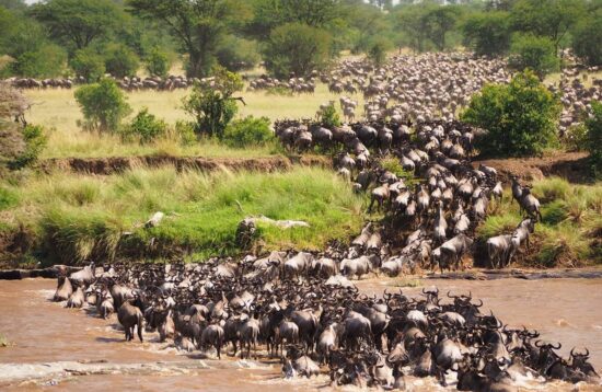 4 Days Masai Mara Wildebeest Migration Tour Package