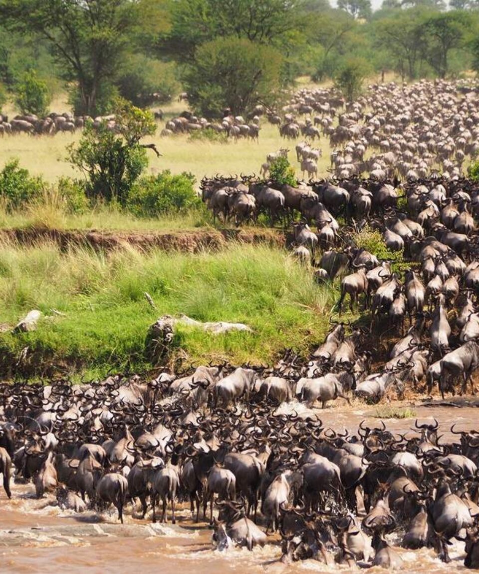 4 Days Masai Mara Wildebeest Migration Tour Package