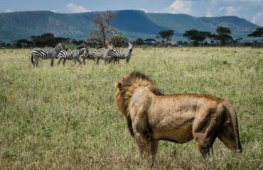 11 Days Big Cats Kenya Safari Holiday Package