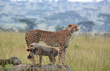 11 Days Big Cats Kenya Safari Holiday Package
