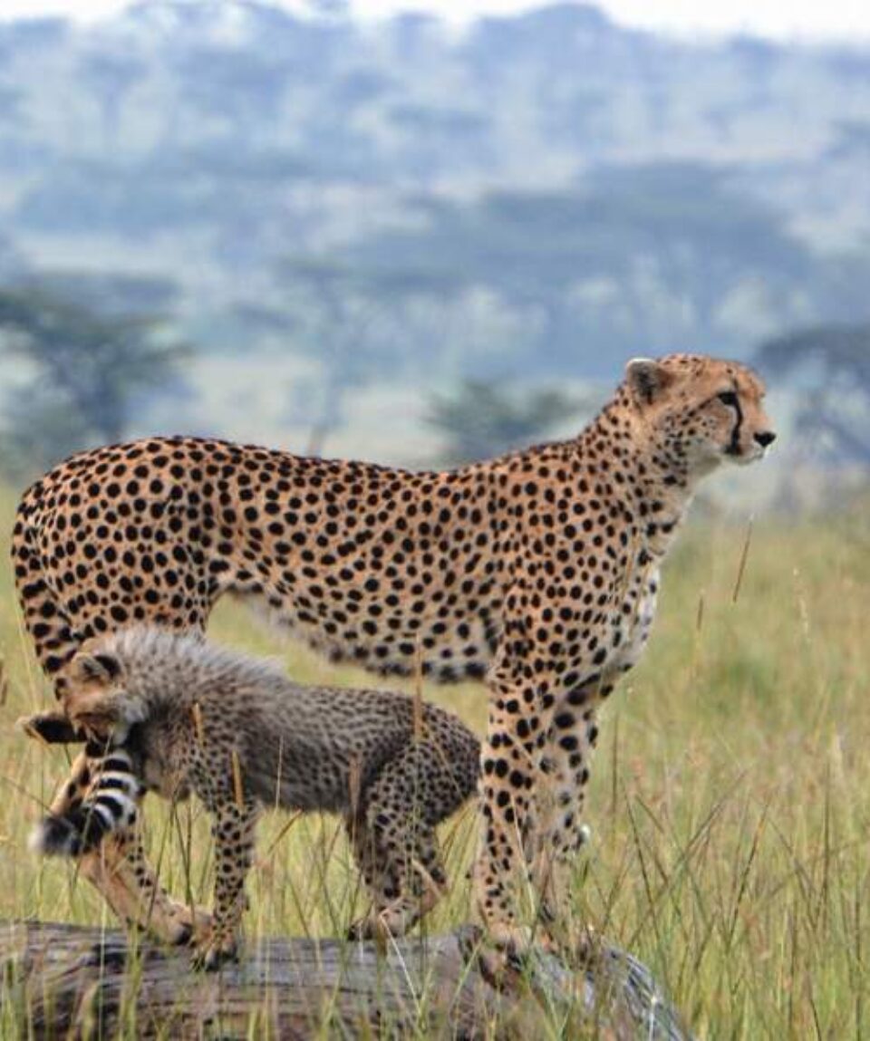 11 Days Big Cats Kenya Safari Holiday Package