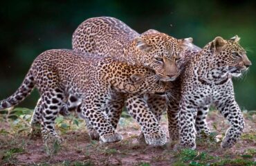 11 Days Big Cats Kenya Safari Holiday Package