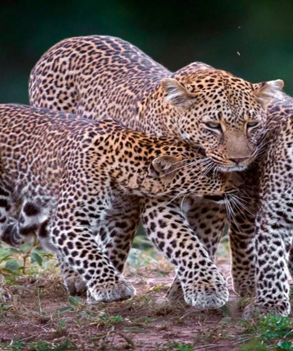 11 Days Big Cats Kenya Safari Holiday Package