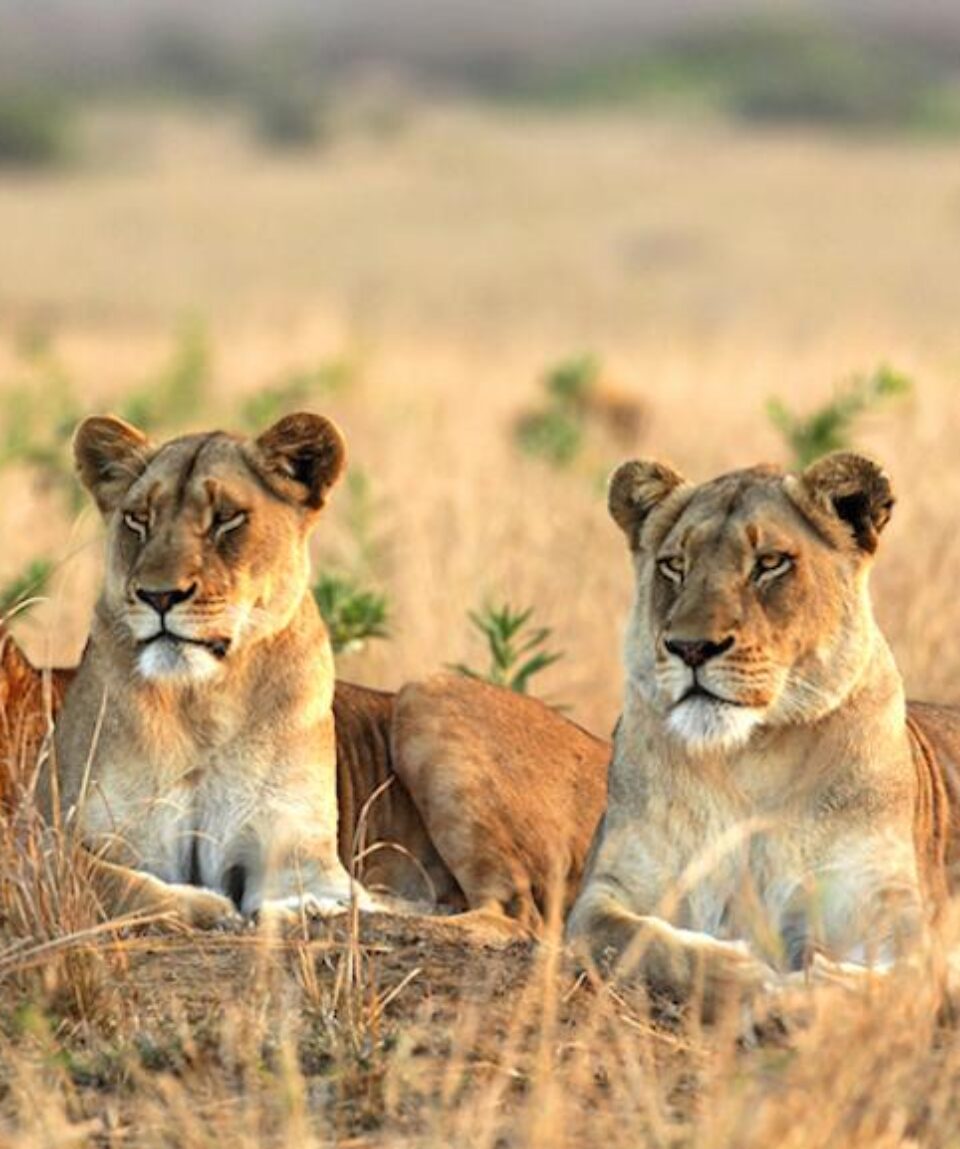11 Days Big Cats Kenya Safari Holiday Package