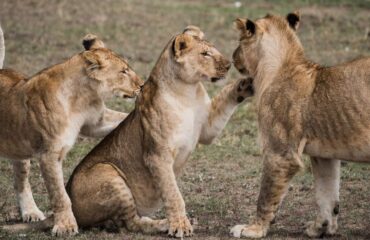 4 Days Masai Mara Safari Tour Holiday