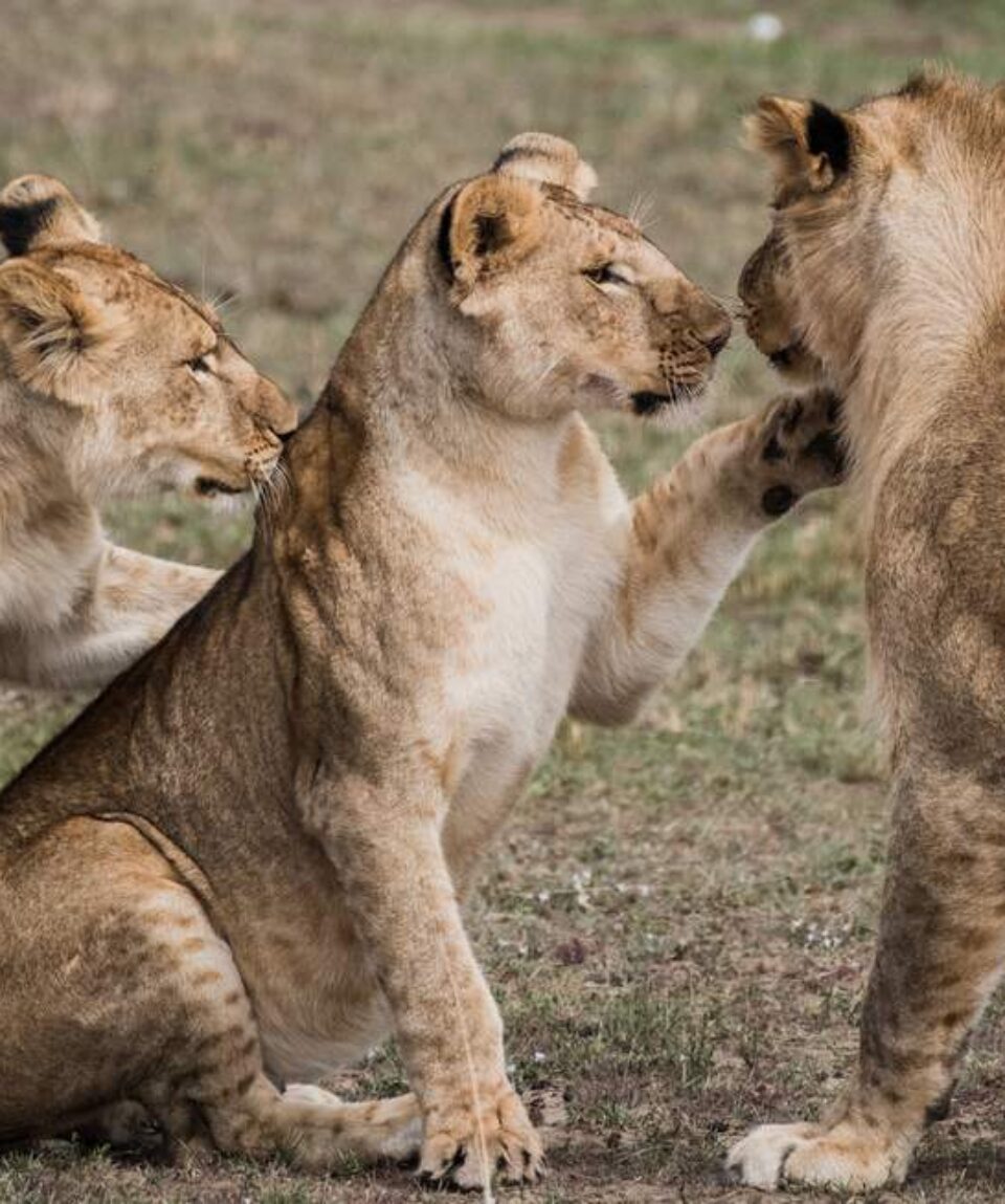 4 Days Masai Mara Safari Tour Holiday