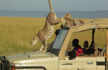 4 Days Masai Mara Safari Tour Holiday