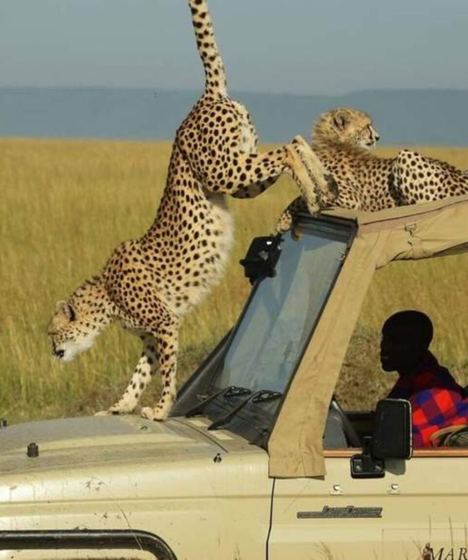 4 Days Masai Mara Safari Tour Holiday