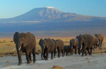 13 Days all-inclusive safari and Beach Holiday Vacations6