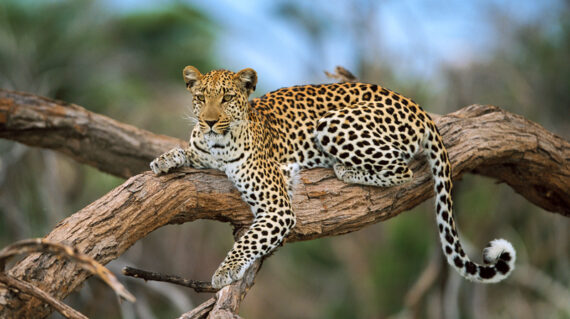 14 Days Africa Escorted Tours Holiday Safari Vacation3