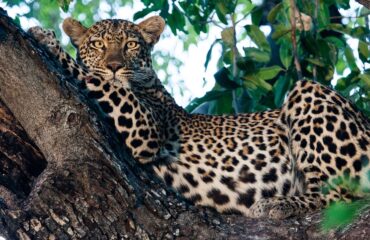 14 Days Africa Escorted Tours Holiday Safari Vacation4