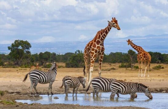 5 Days Ultimate Lewa Wildlife Conservancy Tour Holiday