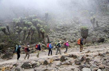 6 Day Mount Kilimanjaro Climbing, Trekking, Hiking Umbwe Route2