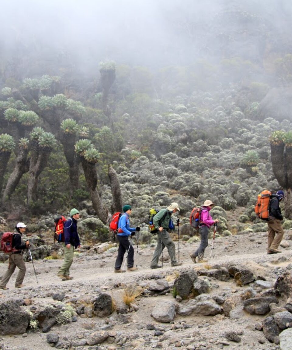 6 Day Mount Kilimanjaro Climbing, Trekking, Hiking Umbwe Route2