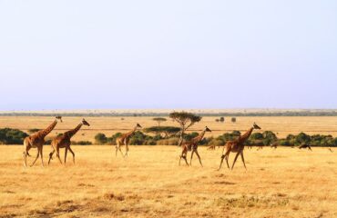 7 Days Lewa Wildlife Conservancy Tour Vacations Package