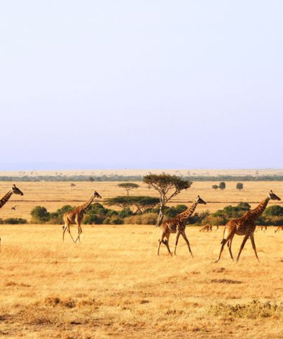 7 Days Lewa Wildlife Conservancy Tour Vacations Package