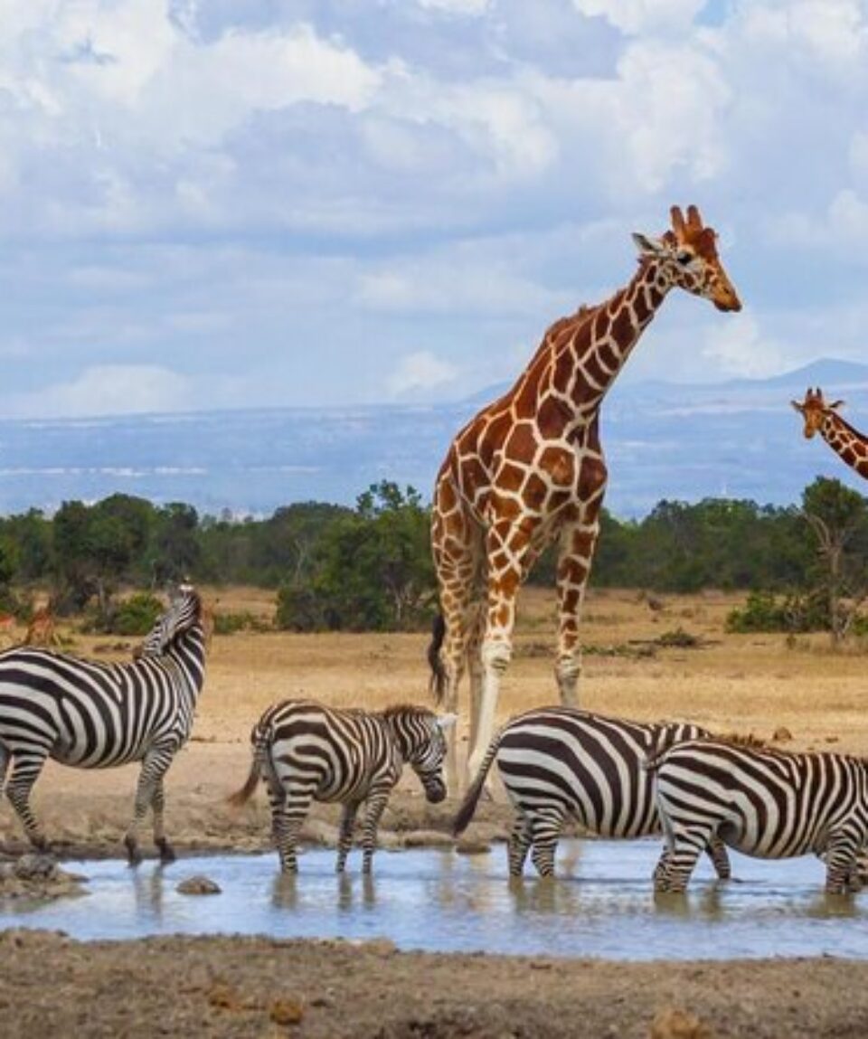 7 Days Lewa Wildlife Conservancy Tour Vacations Package2