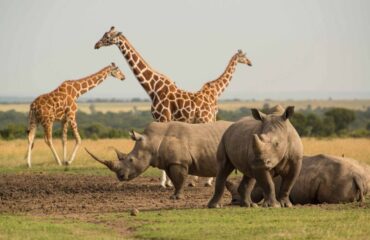 7 Days Lewa Wildlife Conservancy Tour Vacations Package3