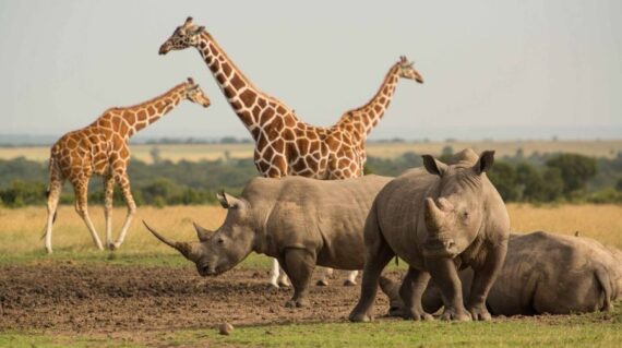7 Days Lewa Wildlife Conservancy Tour Vacations Package3
