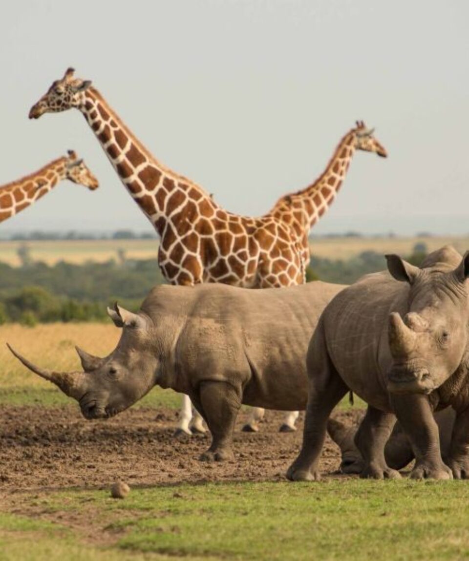 7 Days Lewa Wildlife Conservancy Tour Vacations Package3